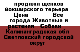 продажа щенков йокширского терьера › Цена ­ 25 000 - Все города Животные и растения » Собаки   . Калининградская обл.,Светловский городской округ 